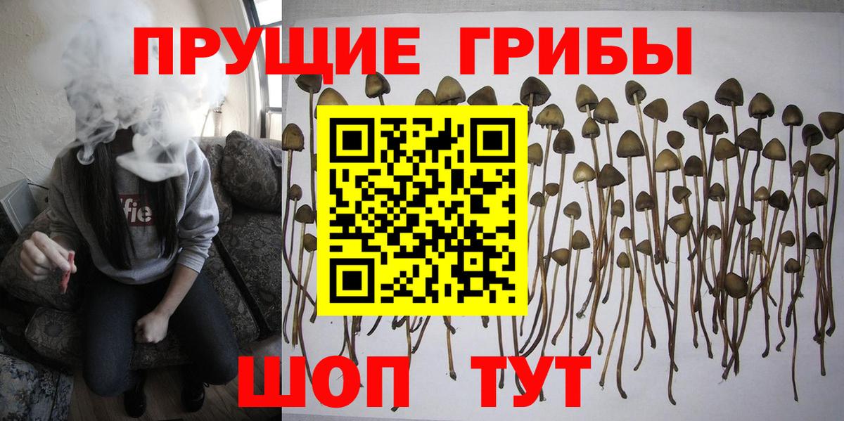 Псилоцибиновые грибы Cubensis Белореченск